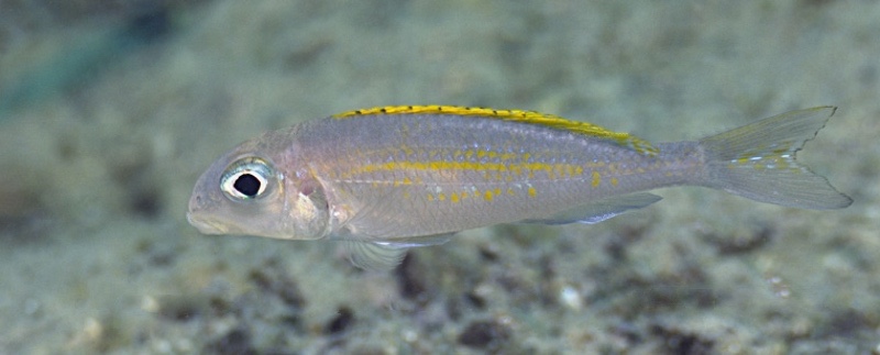 Xenotilapia flavipinnis 'Bilila (Kavala) Island'